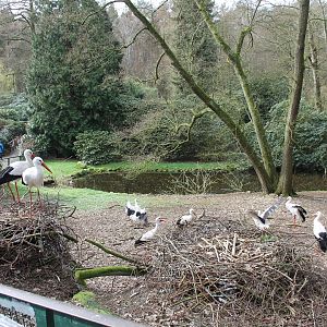 White stork enclosure (24/3-19)
