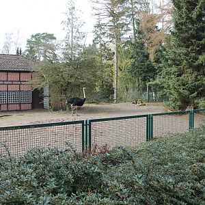 Enclosure for African ostrich and Abyssinian ground hornbill (24/3-19)