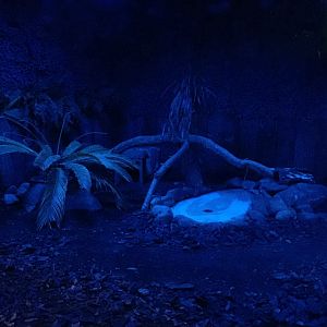 Inside the Kiwi house (24/3-19)