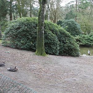 Enclosure for Lesser white-fronted goose and Grey crowned crane (24/3-19)