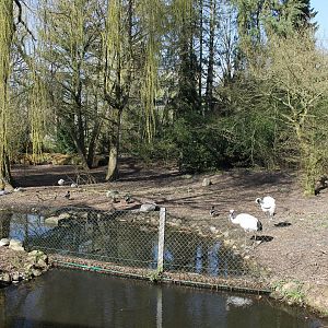 Enclosure for Bar-headed geese and Red-crowned cranes (24/3-19)
