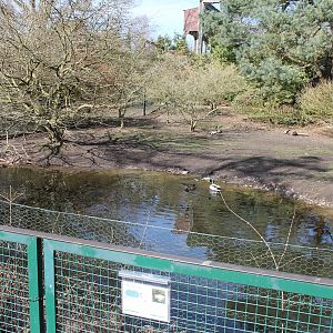 Enclosure for Black-necked swans and Barnacle goose (24/3-19)