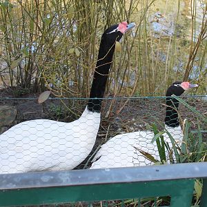 Black-necked swans on nest (24/3-19)
