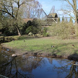 Enclosure for Black crowned cranes and Emperor goose (24/3-19)
