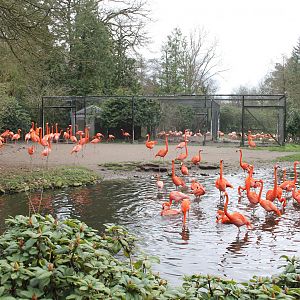 Enclosure for American flamingos (24/3-19)