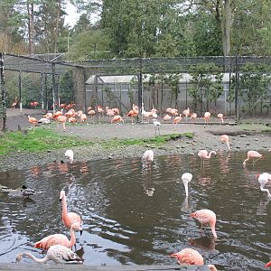 Enclosure for Chilean flamingos (24/3-19)
