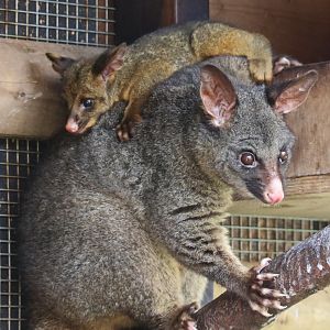 Brush tailed Possum & Joey / Hamerton / 28-3-19
