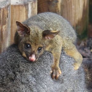 Brush tailed possum joey / Hamerton / 28-3-19