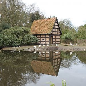 Enclosure for Tundra swans, Snow geese, Upland goose and American white pelicans (24/3-19)