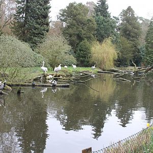 Pelican and cormorant enclosure (24/3-19)