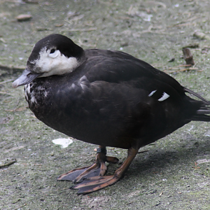 Unidentified, ID help.