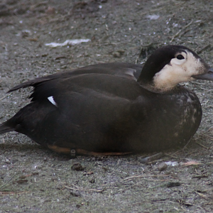 Unidentified, ID help.