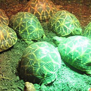 Geochelone elegans babys