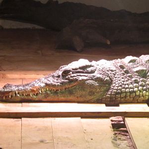 Crocodylus niloticus