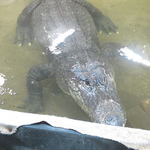Alligator mississippiensis with guppies