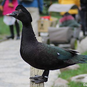 "Wild" Muscovy duck (24/3-19)