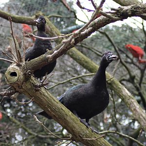 "Wild" Muscovy ducks (24/3-19)