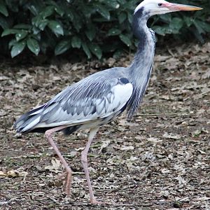 Leucistic Grey heron (23/3-19)