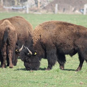 Bison - Essel, Germany