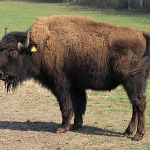 Bison - Essel, Germany