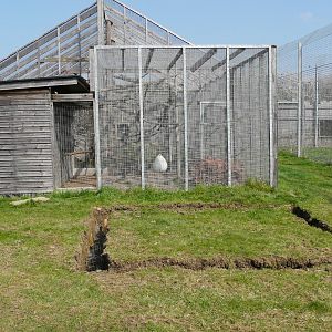 Ground works next to Tayra enclosure