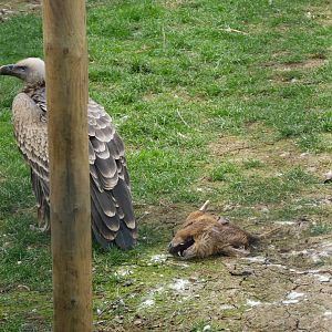 Dinner for the Griffon Vultures