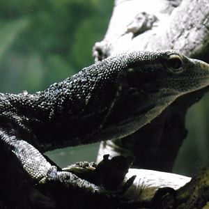 Can somebody identify