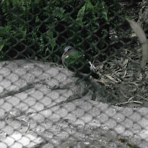 can somebody identify