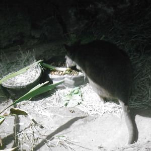 Can somebody identify