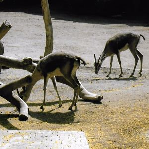 Can somebody identify