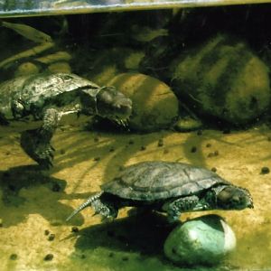 Can somebody identify