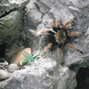 can somebody identify