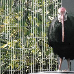 Southern bald ibis 201t