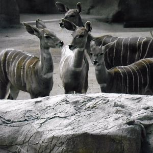 kudu 2016