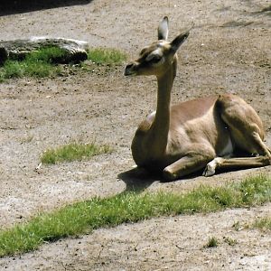 Gerenuk 2016