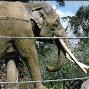 bull asian elephant 2016