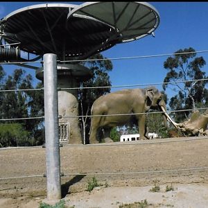 bull asian elephant 2016