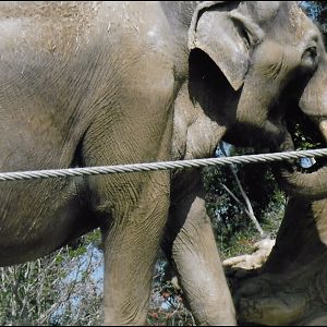 bull asian elephant 2016