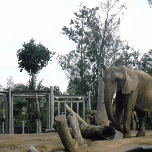 African elephant 2016