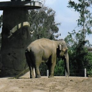 female asian elephant