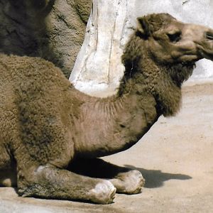 Dromedary camel 2016