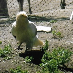 Egyptian vulture 2016