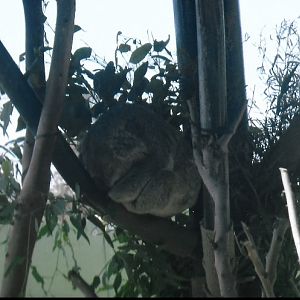 koala 2016