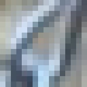 Tasmanian Golden Possum