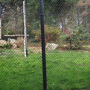 Southern ground hornbill - Griffon vulture - Eurasian eagle owl aviary (Aug 28th, 2018)