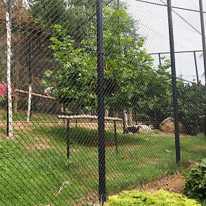 Southern ground hornbill - Griffon vulture - Eurasian eagle owl aviary (Aug 28th, 2018)