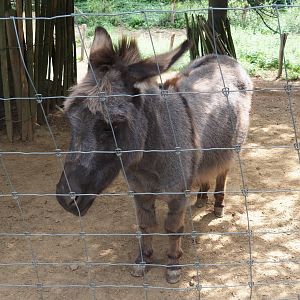 Miniature donkey (Equus africanus asinus), Aug 28th, 2018