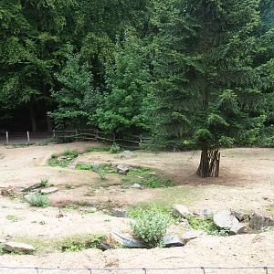 Miniature donkey and pony paddock (Aug 28th, 2018)