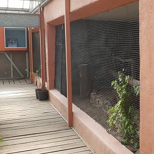 Enclosure Golden oriole