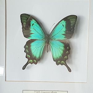 Butterfly specimen